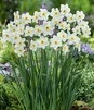 Showbox Narcissus - Narcyz Botaniczny "3" 300 Szt.