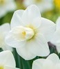 Showbox Narcissus - Narcyz Dla Kolekcjonera  "2" 100 Szt.
