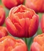 Showbox Tulip - Tulipan Pełny "3" 11/12  250 Szt.