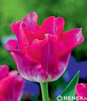 Showbox Tulipa - Tulipan - Tulipan Ekskluzywny "1" 11/12 150 Szt.