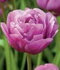 Showbox Tulip - Tulipan Pełny "10" 11/12 150 Szt.