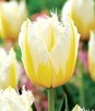 Showbox Tulip - Tulipan Strzępiasty "6" 11/12 150 Szt.