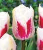 Showbox Tulip - Tulipan Triumph "9"  11/12 250 Szt.