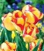 Showbox Tulip - Tulipan Triumph "9"  11/12 250 Szt.