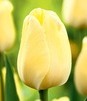 Showbox Tulip - Tulipan Triumph "10"  11/12 250 Szt.