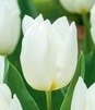 Showbox Tulip - Tulipan Triumph "10"  11/12 250 Szt.