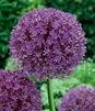 Showbox Połówkowy Allium - Czosnek Ozdobny "3" 12/14 44 Szt.