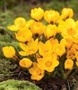 Showbox Połówkowy Crocus - Krokus Wiosenny Wielkokwiatowy  "9" 5/7 250 Szt.