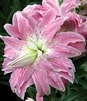 Showbox Połówkowy Lilium - Lilia Lotus Orientalna Pełna 16/18 25 Szt.