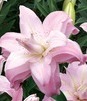 Showbox Połówkowy Lilium - Lilia Lotus Orientalna Pełna 16/18 25 Szt.