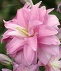 Showbox Połówkowy Lilium - Lilia Lotus Orientalna Pełna 16/18 25 Szt.