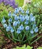Showbox Połówkowy Muscari - Szafirek "4" 7/8 125 Szt.