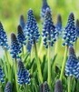 Showbox Połówkowy Muscari - Szafirek "4" 7/8 125 Szt.