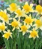 Showbox Połówkowy Narcissus - Narcyz Botaniczny "3" 150 Szt.