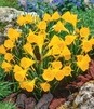 Showbox Połówkowy Narcissus - Narcyz Botaniczny "3" 150 Szt.