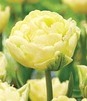 Showbox Połówkowy Tulip - Tulipan Pełny "9" 11/12 75 Szt.