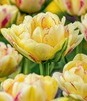 Showbox Połówkowy Tulip - Tulipan Pełny "9" 11/12 75 Szt.