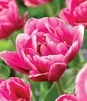 Showbox Połówkowy Tulip - Tulipan Pełny "10" 11/12 75 Szt.