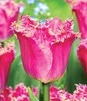 Showbox Połówkowy Tulip - Tulipan Strzępiasty "6" 11/12 75 Szt.