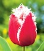 Showbox Połówkowy Tulip - Tulipan Strzępiasty "6" 11/12 75 Szt.