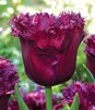 Showbox Połówkowy Tulip - Tulipan Strzępiasty "6" 11/12 75 Szt.