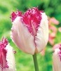 Showbox Połówkowy Tulip - Tulipan Strzępiasty "6" 11/12 75 Szt.