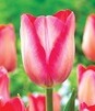 Showbox Połówkowy Tulip - Tulipan Triumph "9"  11/12 125 Szt.