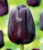 Showbox Połówkowy Tulip - Tulipan Triumph "9"  11/12 125 Szt.