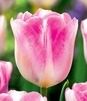 Showbox Połówkowy Tulip - Tulipan Triumph "9"  11/12 125 Szt.