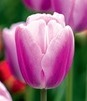 Showbox Połówkowy Tulip - Tulipan Triumph "10"  11/12 125 Szt.