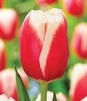 Showbox Połówkowy Tulip - Tulipan Triumph "10"  11/12 125 Szt.