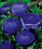 Showbox Ranunculus - Jaskier "2" 6/+  500 Szt.
