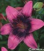 Showbox Lilium - Lilia Azjatycka Dwukolorowa "2" 16/18 100 Szt.