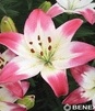 Showbox 10-Cio Komorowy Lilium - Lilia Azjatycka Dwukolorowa 16/18  100 Szt.