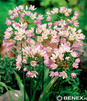 Showbox Połówkowy Allium - Czosnek Ozdobny 4/+ 375 Szt.