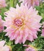 Showbox Dahlia - Dalia Talerzowa "4"  I Wybór 40 Szt.