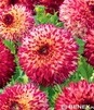 Showbox Dahlia - Dalia Kaktusowa "1" I Wybór 40 Szt.
