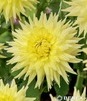 Showbox Dahlia - Dalia Kaktusowa "4" I Wybór 40 Szt.