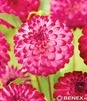 Showbox Dahlia - Dalia Pomponowa "2" I  Wybór 40 Szt.