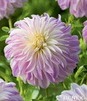Showbox Połówkowy Dahlia - Dalia Talerzowa "2"  I Wybór 20 Szt.