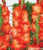 Showbox Gladiolus -  Mieczyk Bambino "10" 12/14  300 Szt.