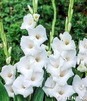 Showbox Połówkowy Gladiolus -  Mieczyk Bambino "10" 12/14  150 Szt.