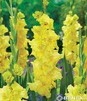 Showbox Połówkowy Gladiolus - Mieczyk "14" 12/14 150 Szt.