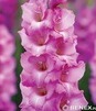 Showbox Gladiolus - Mieczyk "16" 12/14 300 Szt.