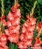 Showbox Gladiolus - Mieczyk "18" 12/14 300 Szt.