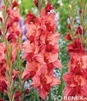 Showbox Gladiolus - Mieczyk "19" 12/14 300 Szt.