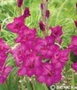 Showbox Połówkowy Gladiolus - Mieczyk "21" 12/14 150 Szt.