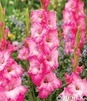 Showbox Połówkowy Gladiolus - Mieczyk "22" 12/14 150 Szt.