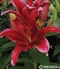 Showbox Lilium - Lilia Orientalna "2" 18/20 80 Szt.