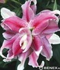Showbox Połówkowy Lilium - Lilia Orientalna Pełna 16/18 25 Szt.